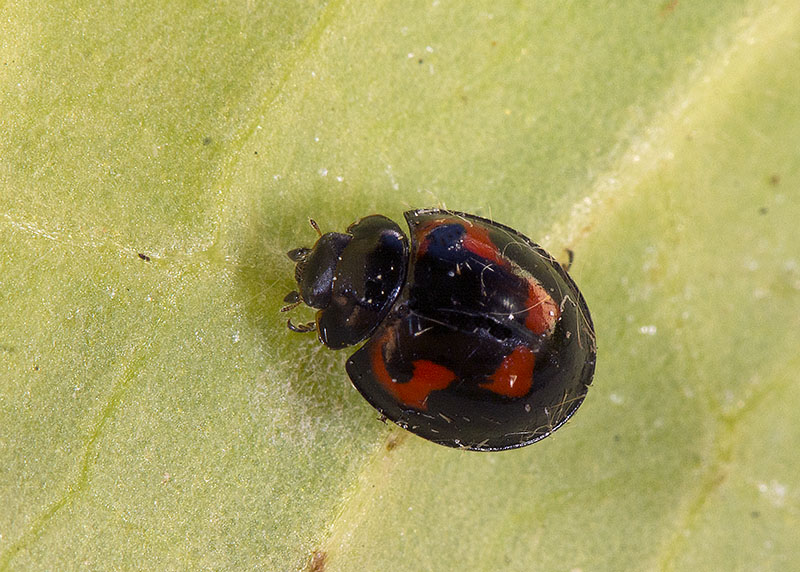 Coccinellidae: Exochomus quadripustulatus